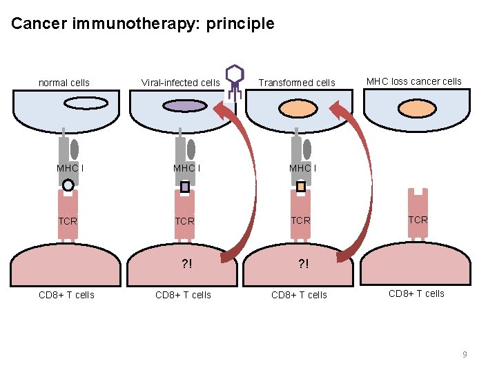 Cancer immunotherapy: principle normal cells Viral-infected cells Transformed cells MHC I TCR TCR ?
