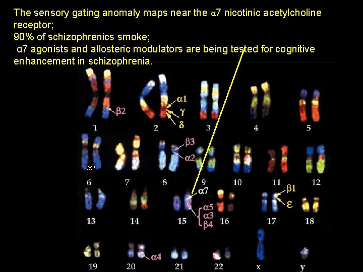 The sensory gating anomaly maps near the α 7 nicotinic acetylcholine receptor; 90% of