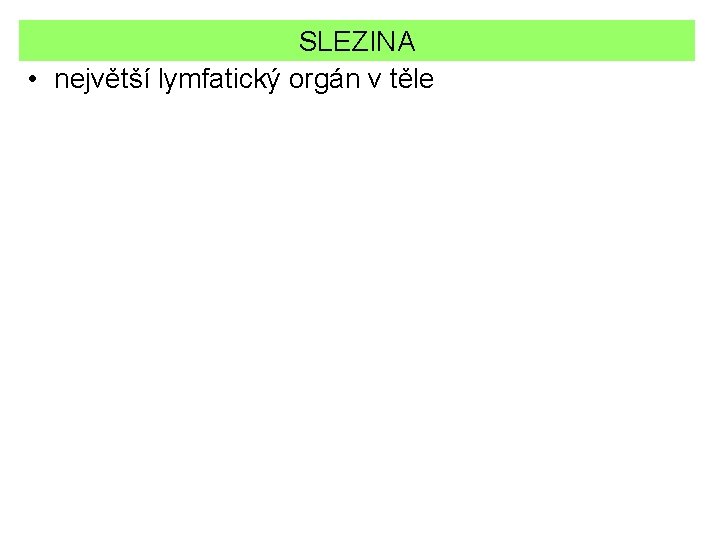 SLEZINA • největší lymfatický orgán v těle 