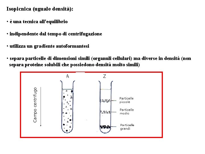 Isopicnica (uguale densità): • è una tecnica all'equilibrio • indipendente dal tempo di centrifugazione