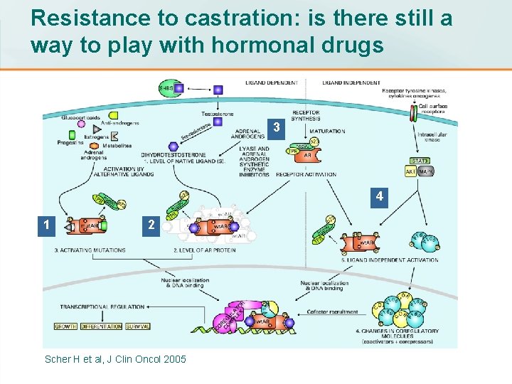 Resistance to castration: is there still a way to play with hormonal drugs 3