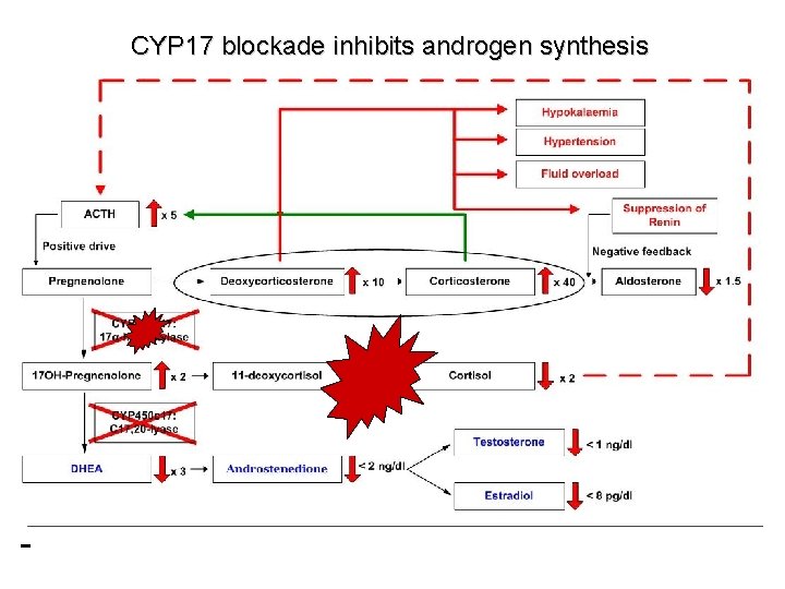 CYP 17 blockade inhibits androgen synthesis 