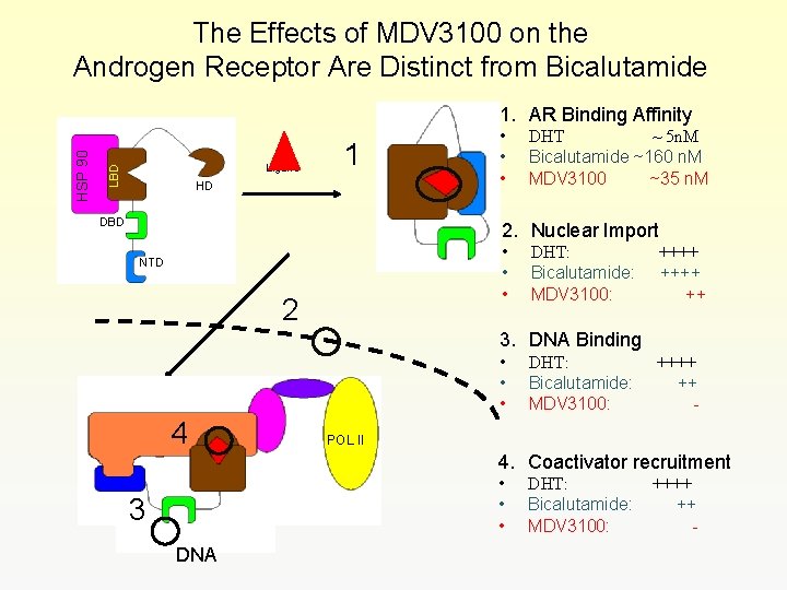 The Effects of MDV 3100 on the Androgen Receptor Are Distinct from Bicalutamide Ligand