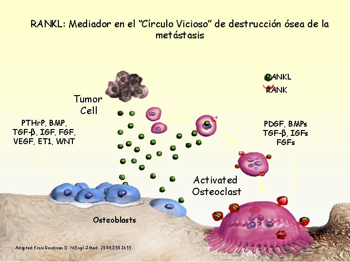 RANKL: Mediador en el “Círculo Vicioso” de destrucción ósea de la metástasis RANKL RANK