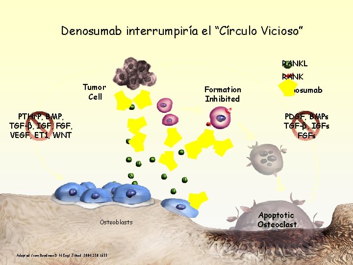 Denosumab interrumpiría el “Círculo Vicioso” RANKL Tumor Cell PTHr. P, BMP, TGF-β, IGF, FGF,