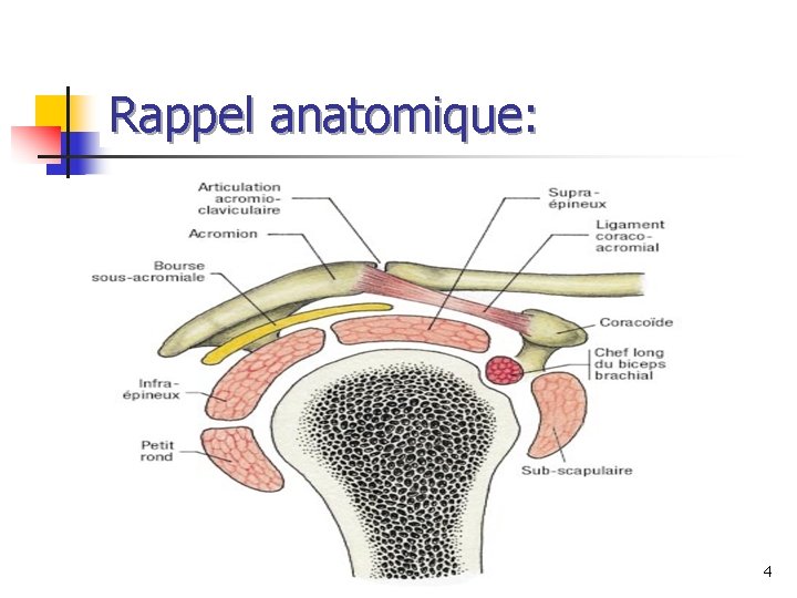 Rappel anatomique: 4 