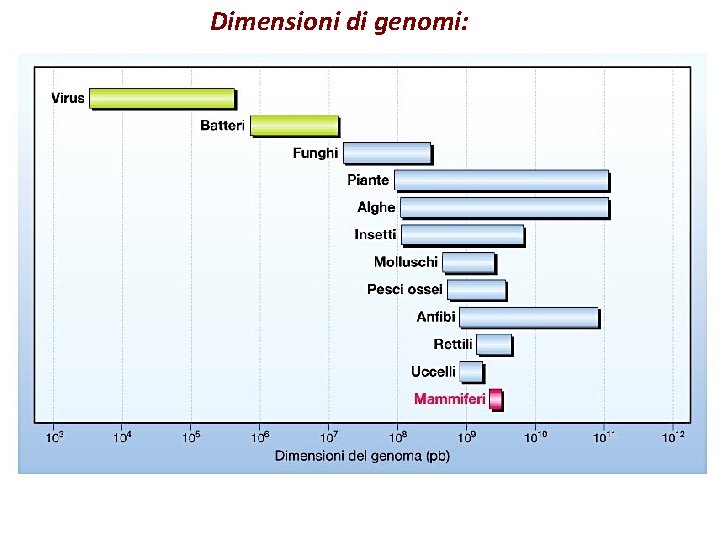 Dimensioni di genomi: 