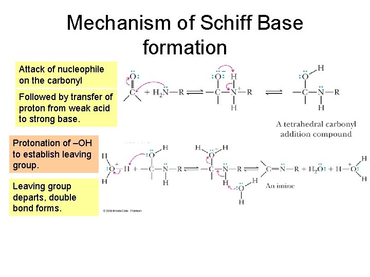 Mechanism of Schiff Base formation Attack of nucleophile on the carbonyl Followed by transfer