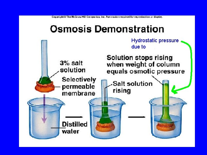 Hydrostatic pressure due to 