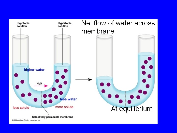 Net flow of water across membrane. At equilibrium 