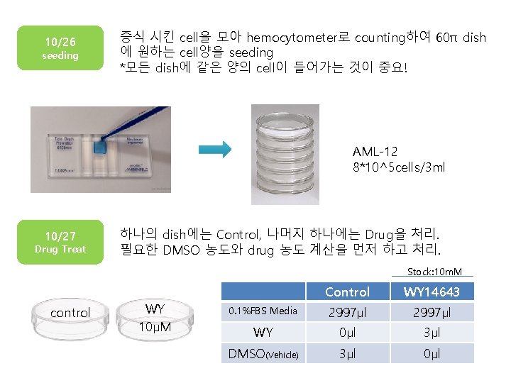 10/26 seeding 증식 시킨 cell을 모아 hemocytometer로 counting하여 60π dish 에 원하는 cell양을 seeding