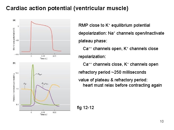 Cardiac action potential (ventricular muscle) RMP close to K+ equilibrium potential depolarization: Na+ channels