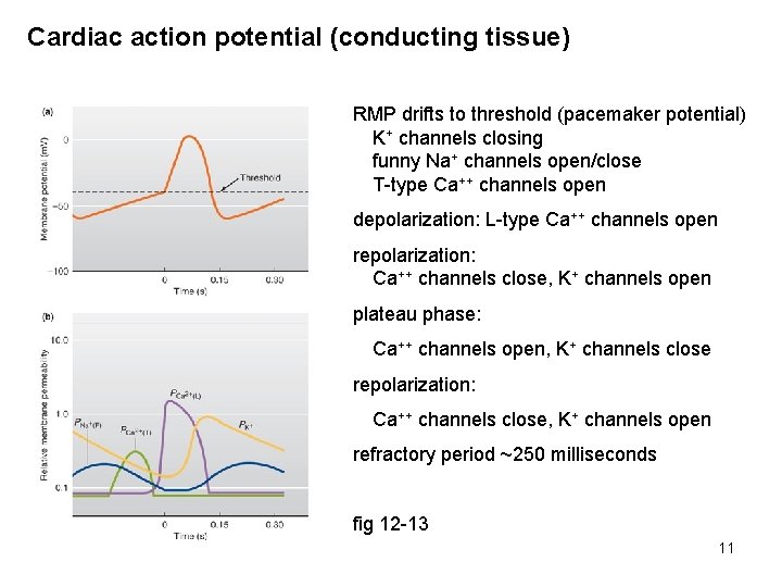 Cardiac action potential (conducting tissue) RMP drifts to threshold (pacemaker potential) K+ channels closing