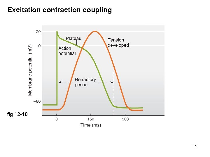Excitation contraction coupling fig 12 -18 12 