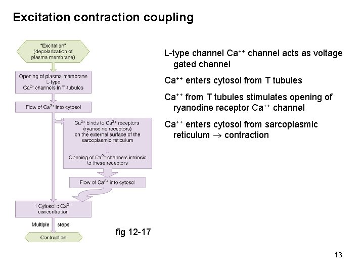 Excitation contraction coupling L-type channel Ca++ channel acts as voltage gated channel Ca++ enters