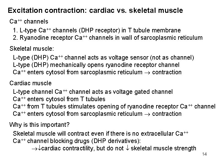 Excitation contraction: cardiac vs. skeletal muscle Ca++ channels 1. L-type Ca++ channels (DHP receptor)