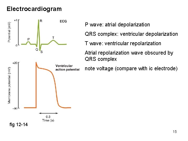 Electrocardiogram P wave: atrial depolarization QRS complex: ventricular depolarization T wave: ventricular repolarization Atrial
