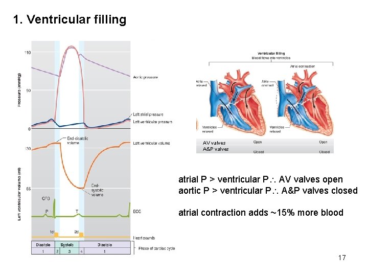 1. Ventricular filling AV valves A&P valves atrial P > ventricular P AV valves