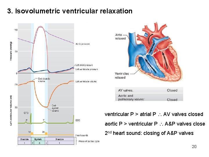 3. Isovolumetric ventricular relaxation ventricular P > atrial P AV valves closed aortic P