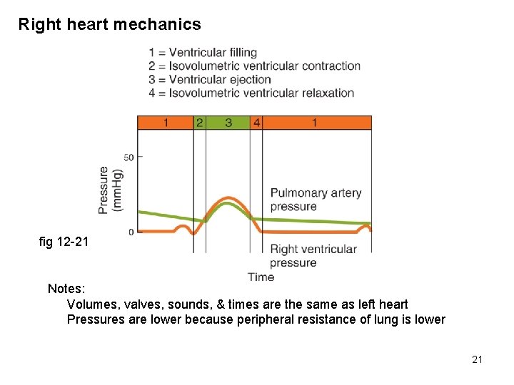 Right heart mechanics fig 12 -21 Notes: Volumes, valves, sounds, & times are the