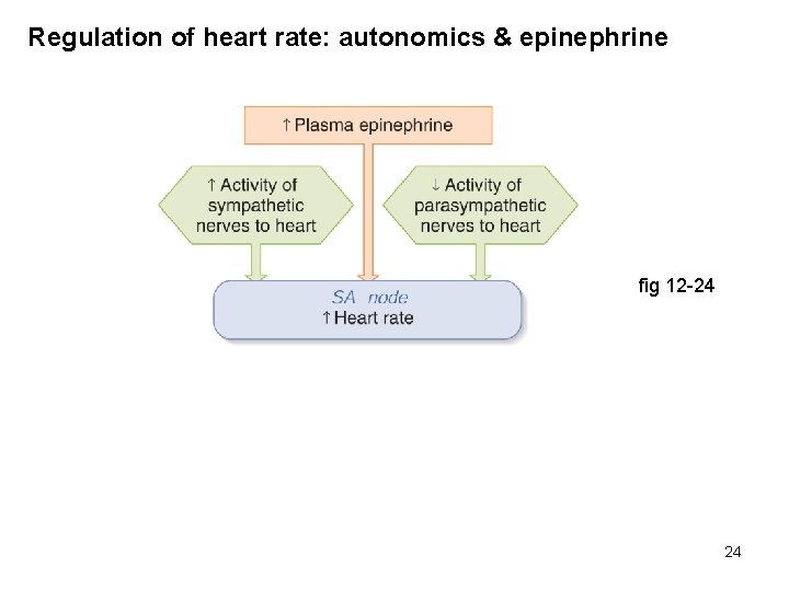 Regulation of heart rate: autonomics & epinephrine fig 12 -24 24 