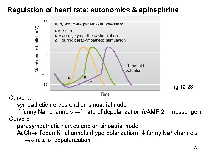 Regulation of heart rate: autonomics & epinephrine fig 12 -23 Curve b: sympathetic nerves