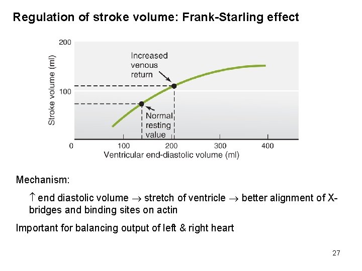 Regulation of stroke volume: Frank-Starling effect Mechanism: end diastolic volume stretch of ventricle better