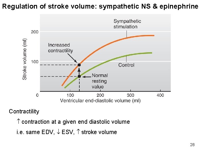 Regulation of stroke volume: sympathetic NS & epinephrine Contractility contraction at a given end
