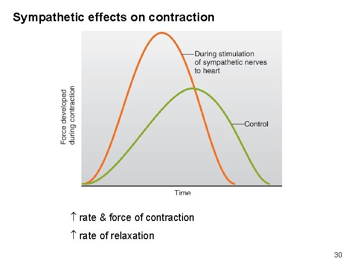 Sympathetic effects on contraction rate & force of contraction rate of relaxation 30 