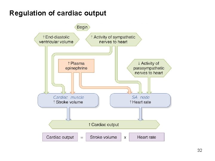 Regulation of cardiac output 32 
