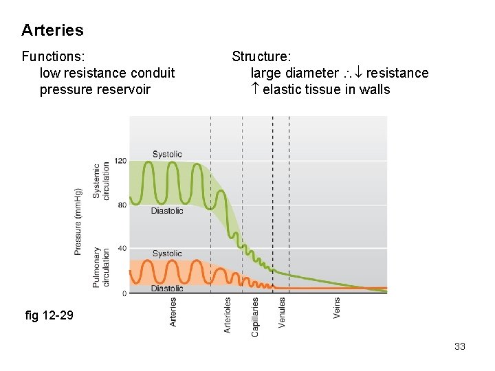 Arteries Functions: low resistance conduit pressure reservoir Structure: large diameter resistance elastic tissue in