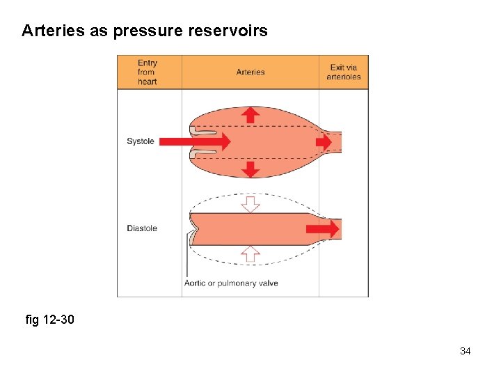 Arteries as pressure reservoirs fig 12 -30 34 