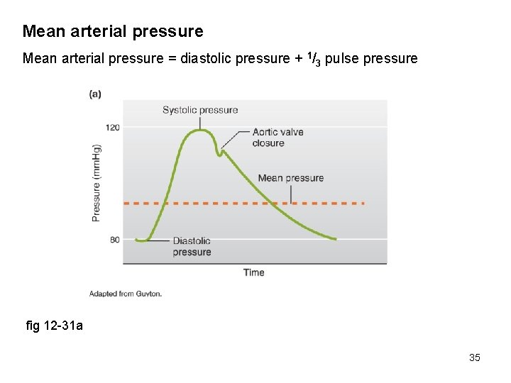 Mean arterial pressure = diastolic pressure + 1/3 pulse pressure fig 12 -31 a