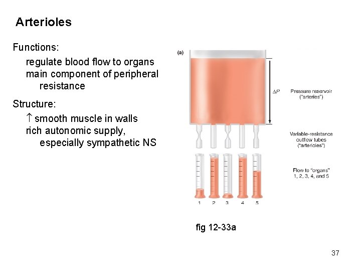Arterioles Functions: regulate blood flow to organs main component of peripheral resistance Structure: smooth