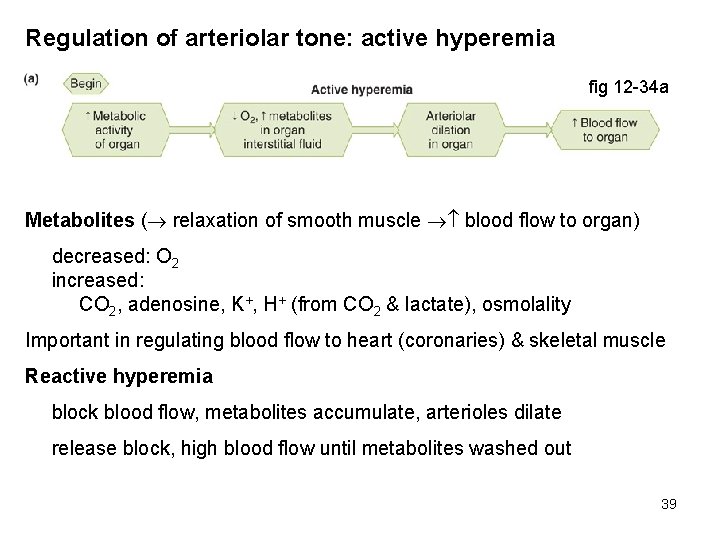 Regulation of arteriolar tone: active hyperemia fig 12 -34 a Metabolites ( relaxation of