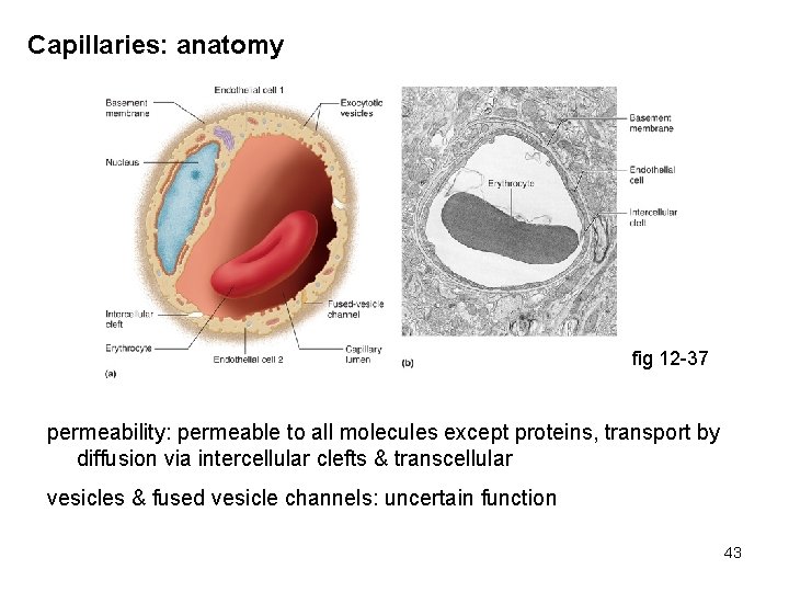 Capillaries: anatomy fig 12 -37 permeability: permeable to all molecules except proteins, transport by