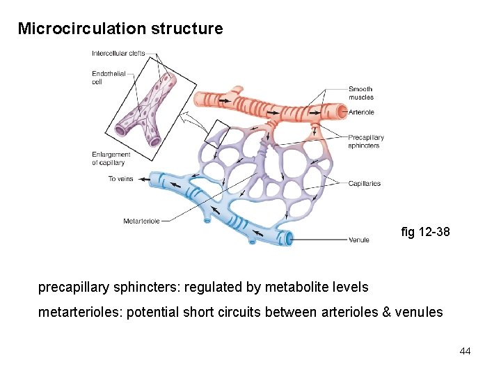 Microcirculation structure fig 12 -38 precapillary sphincters: regulated by metabolite levels metarterioles: potential short