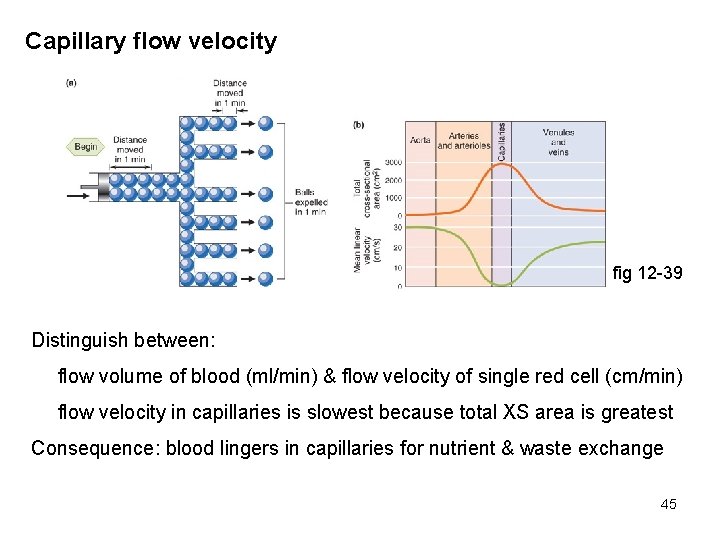 Capillary flow velocity fig 12 -39 Distinguish between: flow volume of blood (ml/min) &