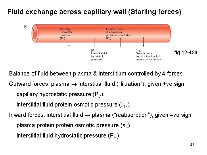 Fluid exchange across capillary wall (Starling forces) fig 12 -42 a Balance of fluid