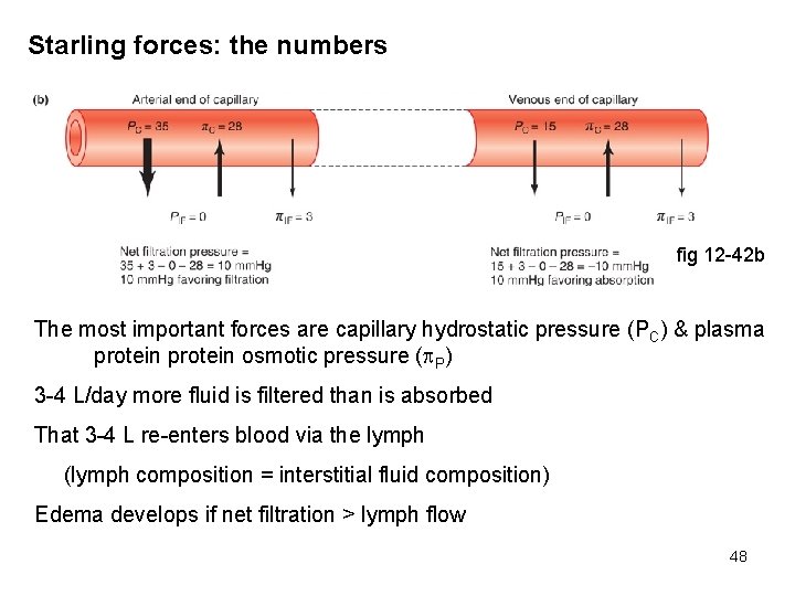 Starling forces: the numbers fig 12 -42 b The most important forces are capillary