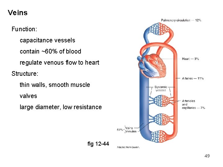 Veins Function: capacitance vessels contain ~60% of blood regulate venous flow to heart Structure:
