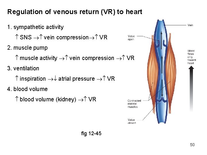 Regulation of venous return (VR) to heart 1. sympathetic activity SNS vein compression VR