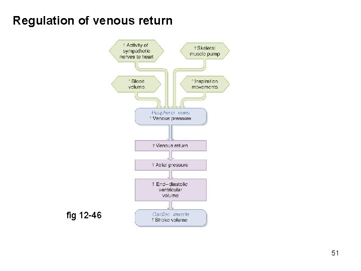Regulation of venous return fig 12 -46 51 