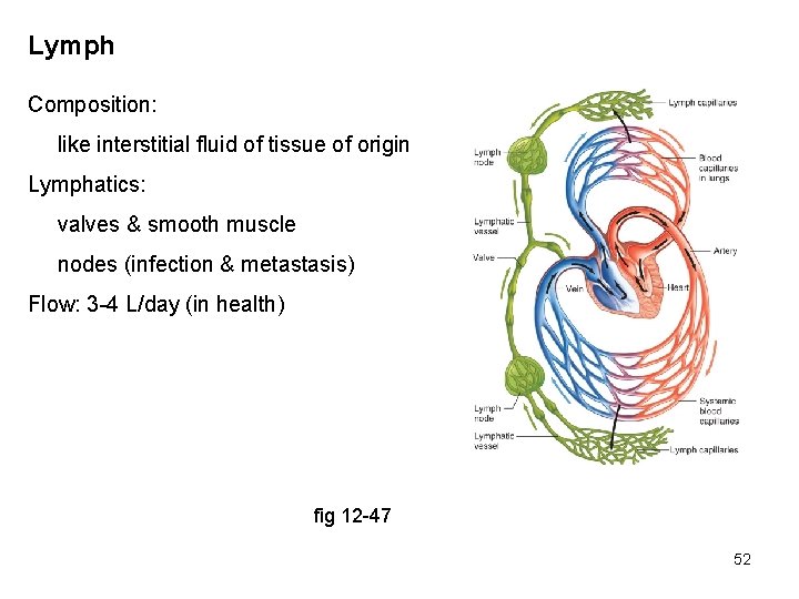Lymph Composition: like interstitial fluid of tissue of origin Lymphatics: valves & smooth muscle