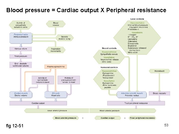 Blood pressure = Cardiac output X Peripheral resistance fig 12 -51 53 