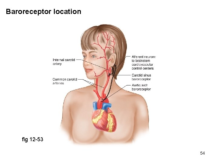 Baroreceptor location fig 12 -53 54 