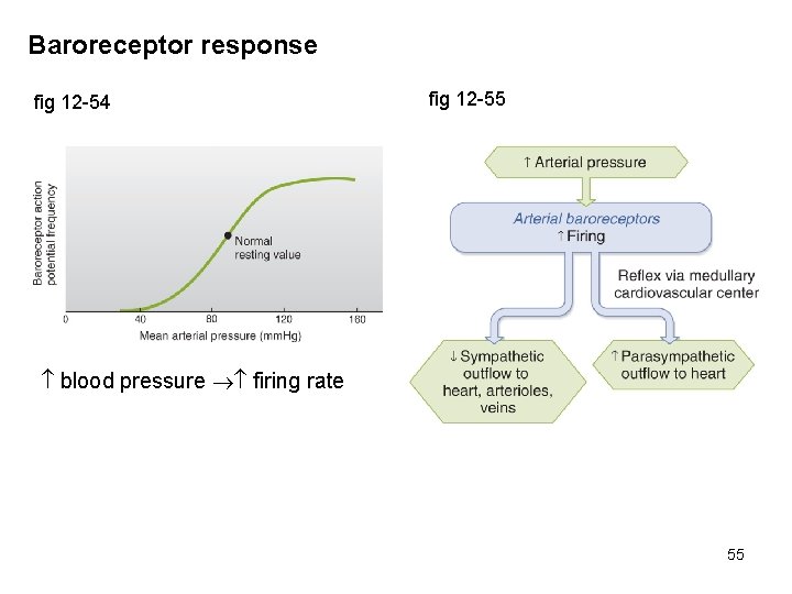 Baroreceptor response fig 12 -54 fig 12 -55 blood pressure firing rate 55 