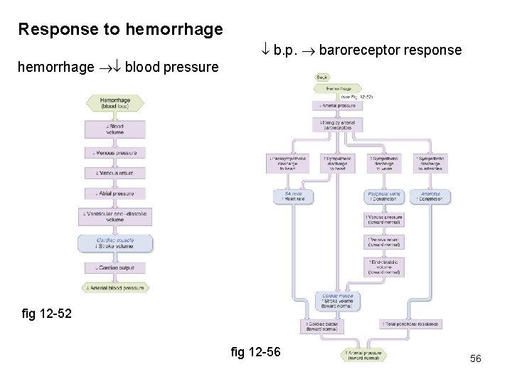 Response to hemorrhage blood pressure b. p. baroreceptor response fig 12 -52 fig 12