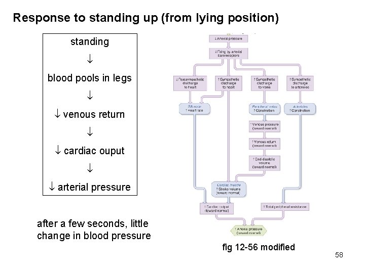 Response to standing up (from lying position) standing blood pools in legs venous return