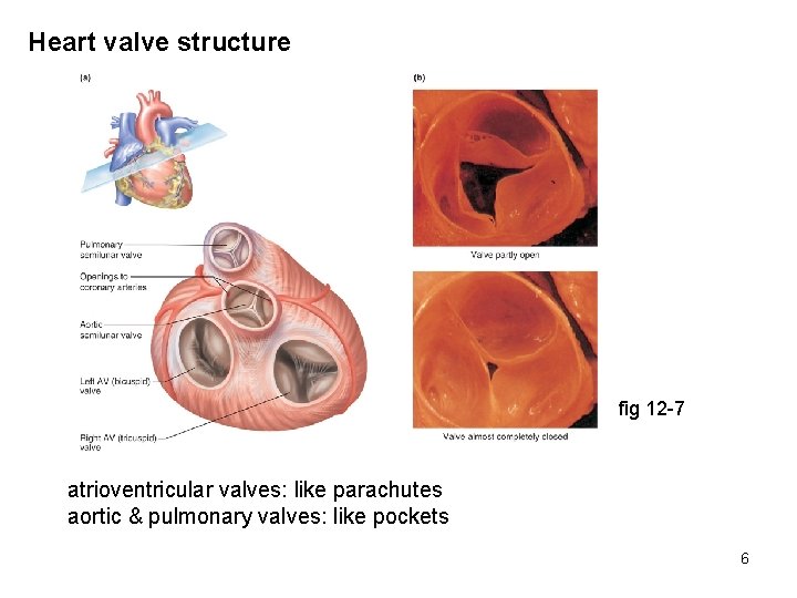 Heart valve structure fig 12 -7 atrioventricular valves: like parachutes aortic & pulmonary valves: